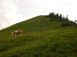 2013-07-07_Kotalm-Jochberg (228)-b.JPG
